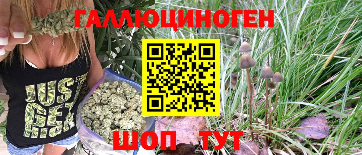Псилоцибиновые грибы Psilocybine cubensis Карабулак